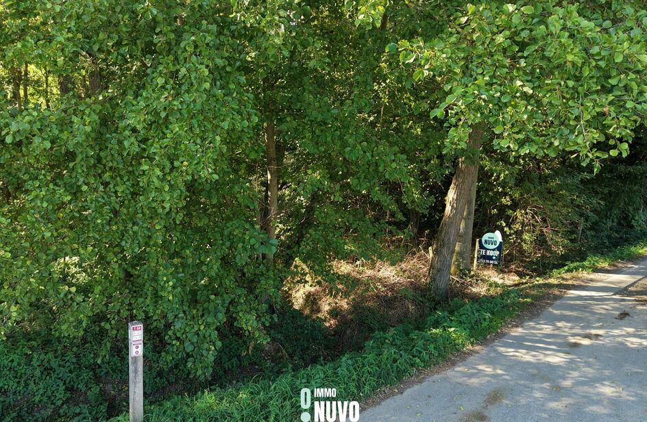 For&ecirc;t &agrave; vendre &agrave; Asse